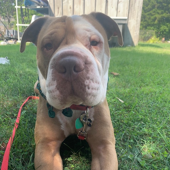 Meet your Posher, Lacey - Picture 5 of 6